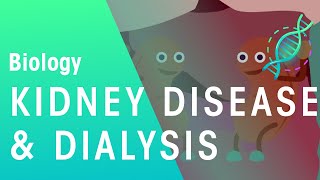 Kidney Disease and Dialysis  Health  Biology  FuseSchool [upl. by Giselbert]