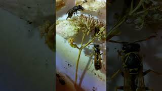 TWO DIFFERENT WASPS Potter Wasp Odynerus amp Paper Wasp Polistes Vespidae Do You See Difference [upl. by Leikeze818]