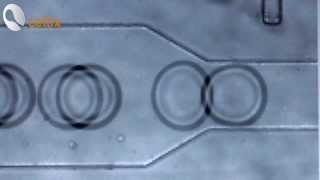 Droplet Generation with ExiGo Microfluidic Pumps [upl. by Nairdad]