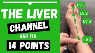 Liver Channel Meridian  14 Liver Acupuncture Points Functions amp Locations [upl. by Ludmilla]