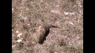 13lined Ground Squirrels [upl. by Weinert]