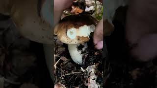 Fichtensteinpilz 🍴 Boletus Edulis pilze boletus boletusedulis fungi porcini mushroom wald [upl. by Gredel]