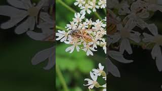 A Common Wasp showing that they are important pollinators and not the pests many people think [upl. by Wakerly]