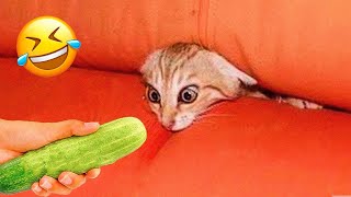 Funniest Animals 2023 😂 New Funny Cats and Dogs 😹🐶 Part 1 [upl. by Sisxela]