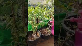 Good fertilizer for flowering plants organicterracegarden youtubeshorts shorts [upl. by Aihsenat]