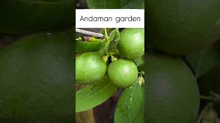 Lemon harvesting wandoor village blog Port Blair Andaman [upl. by Jopa]