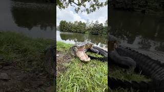 Alligator Rescue From Florida Lagoon alligator shorts alligators [upl. by Giardap]