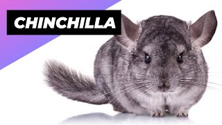 Chinchilla 🐭 The Fluffiest Pet Ever [upl. by Yamauchi]