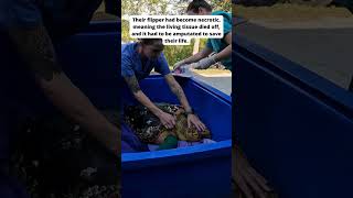 Helping Save Mischief the Loggerhead Sea Turtle [upl. by Ericka]