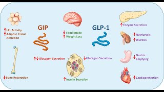 Incretin Effect Why oral glucose causes more insulin secretion [upl. by Moht]