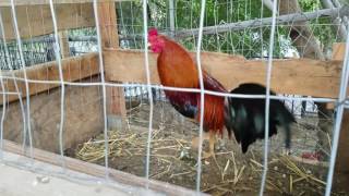 Morning feeding American gamefowl [upl. by Ancell]