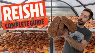 Unlocking The Secrets of The Worlds Greatest Mushroom Reishi aka Ganoderma lucidum [upl. by Nehte]