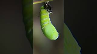 Caterpillar to Monarch Butterfly Metamorphosis  Timelapse [upl. by Nama]