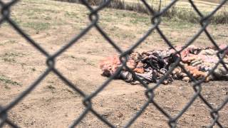 Meat Feed for the lions at Antelope Park [upl. by Liuqa]