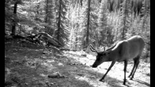 Banff National Park  A Wild Year [upl. by Guyer506]