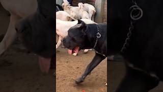 Dogo argentino puppy with cane corso 😱👺 alphathedogo dogoargentino canecorso corso pets [upl. by Chandless]