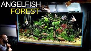 Building a STUNNING 3ft Aquarium for Angelfish amp Emperor Tetras [upl. by Nogas]