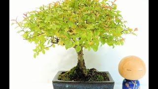 Vídeo Bonsai Ciruelo dulce Chino Bonsai Sageretia theezans SGT02 [upl. by Ludly517]