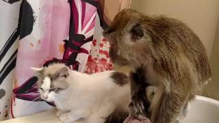 Angel the Monkey demands cat to groom HER [upl. by Wichman]