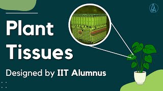 Plant Tissues Explained and Designed by IIT Alumnus [upl. by Briggs]