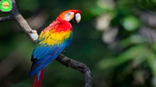 Top 10 Most Beautiful Birds of Amazon Rainforest [upl. by Tedric798]