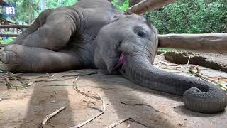 Hilarious moment baby elephant makes funny noises as he sleeps [upl. by Comras]