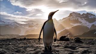 Penguin Noise  Free Sound Effects  Animal Sounds [upl. by Faxan195]