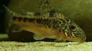 Corydoras diphyes wild bij Aquarium Speciaalzaak Utaka [upl. by Elbas726]