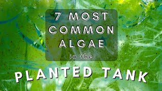 7 most common types of algae in the planted aquarium [upl. by Questa]