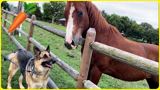 German Shepherd and Horse become Friends [upl. by Schug]