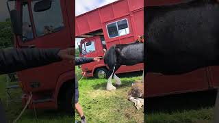 Horses at the Great Harwood Agricultural show 2024 horses greatharwoodshow [upl. by Aihtnic]