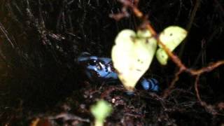 Dendrobates auratus call [upl. by Aneras613]