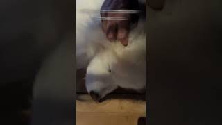 Just Conked out samoyed cute cutedog puppy pets doglife [upl. by Verla]