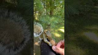 Henry Chippy and Squirrelette take turns on my knee squirrelwhisperer melgsbackyardsquirreling [upl. by Yecrad]