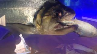 Monster Feeding Video 24quot Hydrocyon Armatus Payara eats a 9quot Mackerel [upl. by Quin]