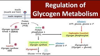 Regulation of Glycogen Metabolism  Glycogen Metabolism  Carbohydrate Metabolism  Biochemistry [upl. by Anael]