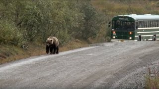 Grizzlies Preserving Bear amp Visitor Experiences [upl. by Assereht]