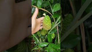 Shampoo Ginger aka awapuhi harvest garden plants gardeningtips permaculture florida grow [upl. by Cherrita]