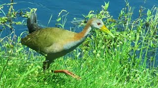 Giant Wood Rail [upl. by Gabel]