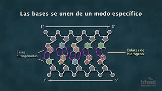 La estructura química del ADN  Video HHMI BioInteractive [upl. by Colwell]