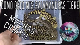 Como crio mis salamandras tigre Ambystoma tigrinum [upl. by Ardisi]