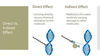 Effects of Radiation on Cells [upl. by Odin]