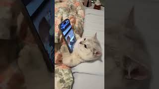 😸Kocia rutyna📲🛏️😼 [upl. by Dagnah968]