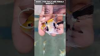 🐠Angel fish male and female Identify  flowerhorn fish farm in coimbatore 🐟 [upl. by Kyla453]