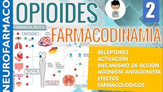 MECANISMO DE ACCIÓN RECEPTORES OPIOIDES U K D Efectos Farmacológicos AGONISTA  ANTAGONISTA 2 [upl. by Suillenroc]