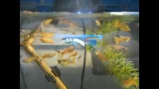 Guppies eating mosquito larvae [upl. by Ueihtam]