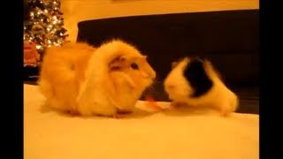 Epic Guinea Pig Fail [upl. by Echo441]