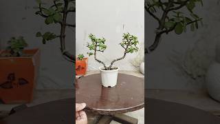 How to make a Jade Bonsai Tree 🌳 bonsai shortsfeed shortsfeeds ytshorts viralvideo shorts [upl. by Atinuj876]