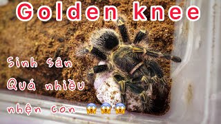 Tarantula sinh sản golden knee😱 Egg goldenknee [upl. by Latreshia]