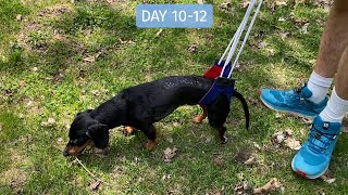 Crusoe the Dachshund Had Back Surgery Again 😥  Two Week Update [upl. by Ydnir]